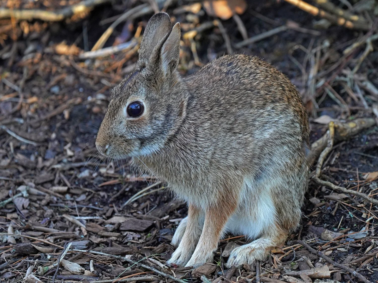 Rabbits — Susan Kirby
